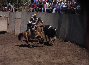 rodeo