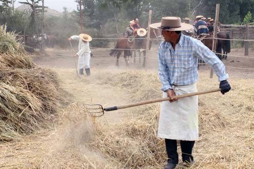 trilla a yegua suelta en calle larga