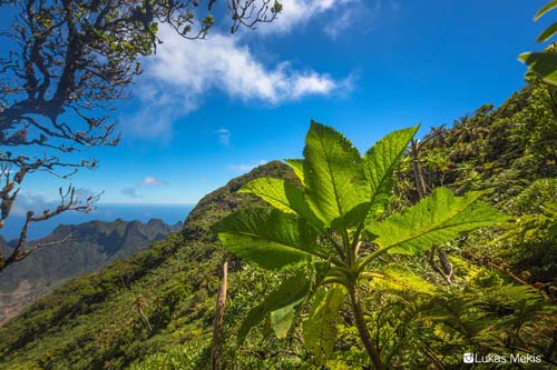 expedicion a cerro el yunque robinson crusoe foto de Lukas Mekis identidadyfuturo.cl