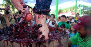 fiesta de la vendimia en rinconada de huaqui los angeles