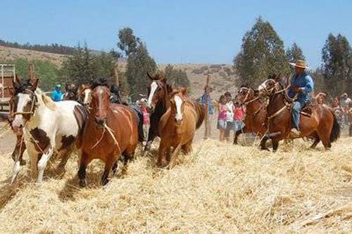 Trilla a Yegua Suelta en Lomas de Putagán, Colbún