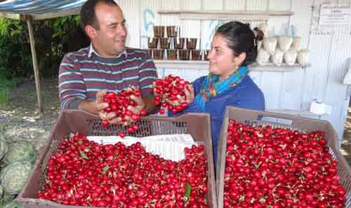Fiesta de la Cereza 2016 en Quillón