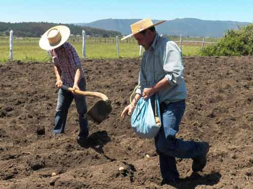 Fiesta de la Minga de la Papa 2016 en Trehuaco 1 minga de la papa 2016 trehuaco