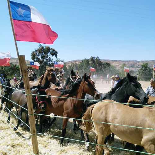 Fiestas Costumbristas 2017 en Ovalle 1 Fiesta del Cabrito, la Fiesta Costumbrista de Barraza y la Fiesta de la Vendimia sonen Ovalle