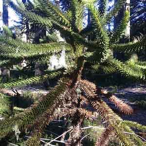 ¿Se Mueren las Araucarias? 2 ¿Se Mueren las Araucarias?