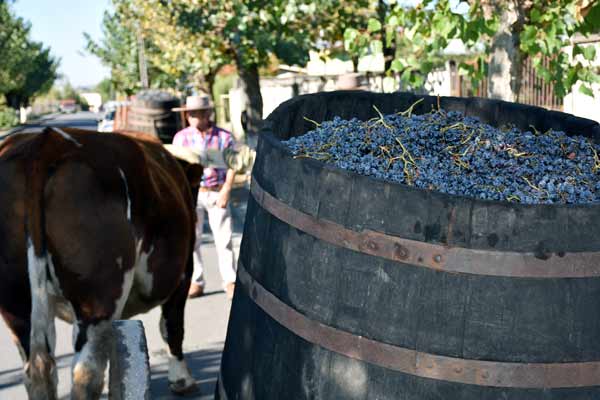 XII Fiesta de la Vendimia Río Claro 2023