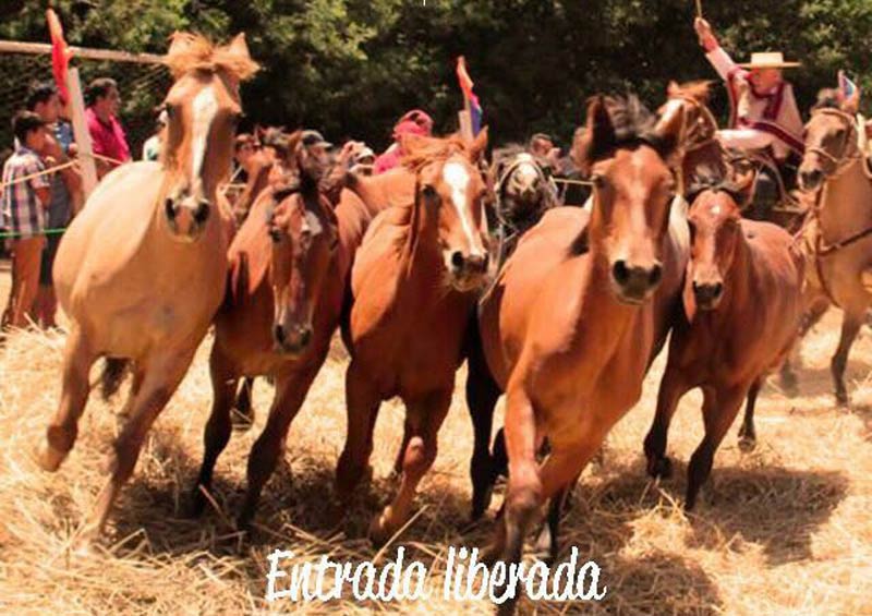 XVII Trilla a Yegua Suelta en Bulnes