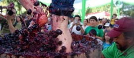 fiesta de la vendimia en rinconada de huaqui los angeles