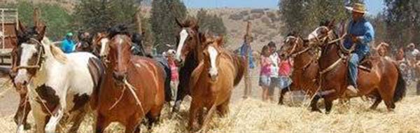 Trilla a Yegua Suelta en Lomas de Putagán, Colbún