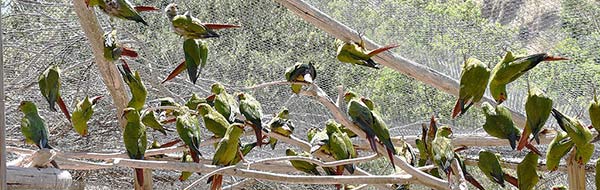 Bandada de Loros Choroy Rehabilitados Vuelven a ser Libres En Pichares, Pucón, IX región, el pasado jueves 25 de febrero, se llevó a cabo la liberación de una numerosa bandada de Loros Choroy