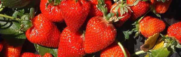 fiesta de la frutilla en santa juana 2016