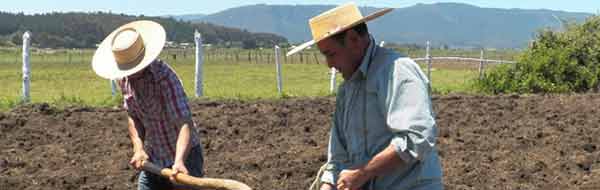 minga de la papa 2016 trehuaco