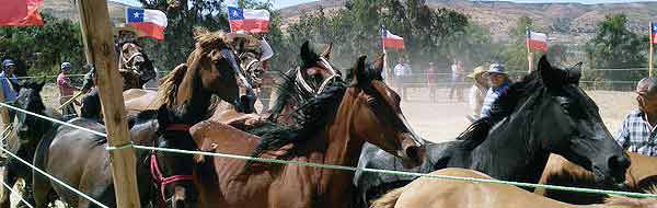 Fiesta del Cabrito, la Fiesta Costumbrista de Barraza y la Fiesta de la Vendimia sonen Ovalle