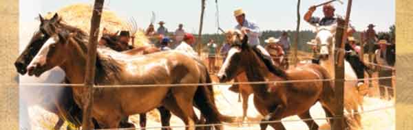 trilla a yegua suelta en cabrero 2017