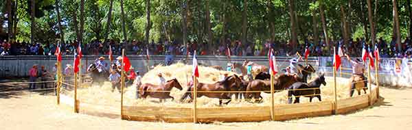 Trilla a Yegua Suelta en Santa Juana 2017