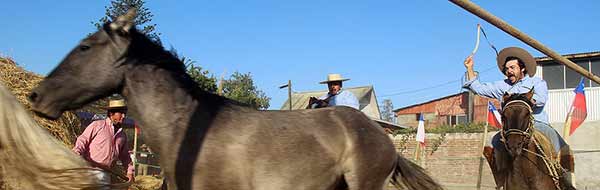 Programa Expo Pehuenche 2018 en San Clemente