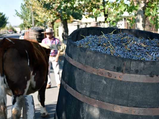 X Fiesta de la Vendimia de Río Claro – Yumbel 2018