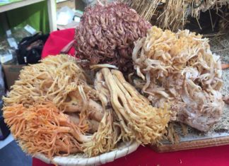 fiesta del changle en cañete