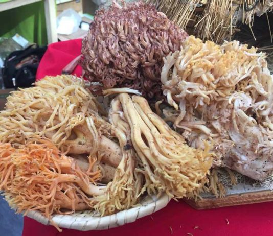 fiesta del changle en cañete