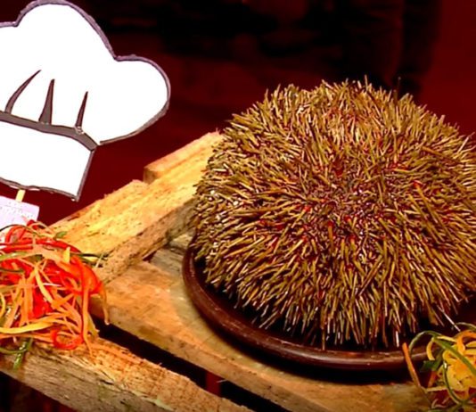 Festival Gastronómico del Erizo en Quellón, Chiloé