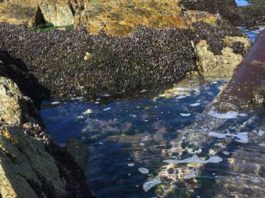 Cañones del siglo XVI son hallados en Caleta Tortel Cañones del siglo XVI son hallados en Caleta Tortel