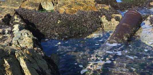 Cañones del siglo XVI son hallados en Caleta Tortel