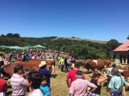 calendario de fiestas costumbristas de ancud 2019