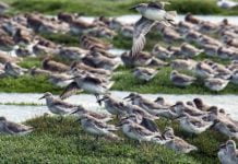 Consejo de Ministros aprueba declaración de Humedal Bahía Lomas como Santuario de la Naturaleza