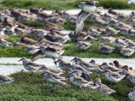 Consejo de Ministros aprueba declaración de Humedal Bahía Lomas como Santuario de la Naturaleza Consejo de Ministros aprueba declaración de Humedal Bahía Lomas como Santuario de la Naturaleza