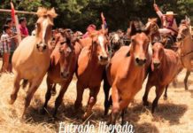 XVII Trilla a Yegua Suelta en Bulnes
