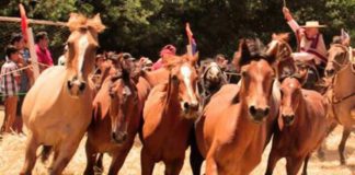 XVII Trilla a Yegua Suelta en Bulnes