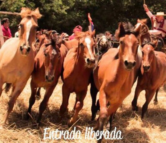 XVII Trilla a Yegua Suelta en Bulnes