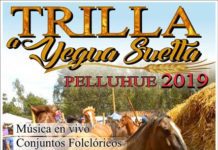 trilla a yegua suelta en pelluhue 2019