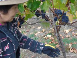 De la mano del vino y del turismo viña mapuche apuesta por la innovación