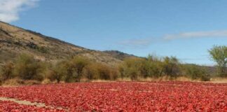 Científicos de la UCM estudian el ají "cacho de cabra" y el "chileno negro"