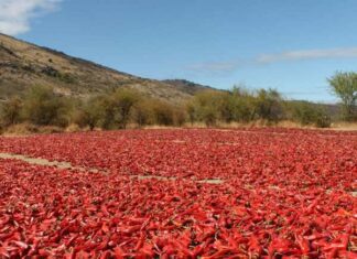 Científicos de la UCM estudian el ají "cacho de cabra" y el "chileno negro"