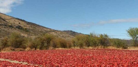 Científicos de la UCM estudian el ají "cacho de cabra" y el "chileno negro"