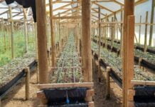 Implementación de un sistema productivo de flores de corte hidropónicas en Longotoma