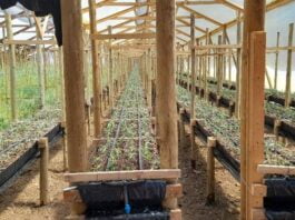 Implementación de un sistema productivo de flores de corte hidropónicas en Longotoma