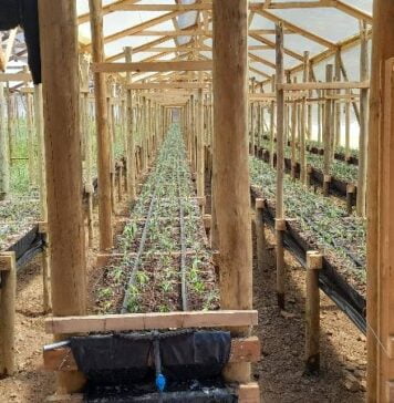 Implementación de un sistema productivo de flores de corte hidropónicas en Longotoma