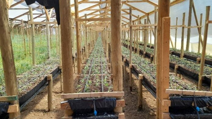 Implementación de un sistema productivo de flores de corte hidropónicas en Longotoma Implementación de un sistema productivo de flores de corte hidropónicas en Longotoma