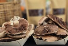 cómo se vivió el Encuentro MUNDO FUNGI LANCO