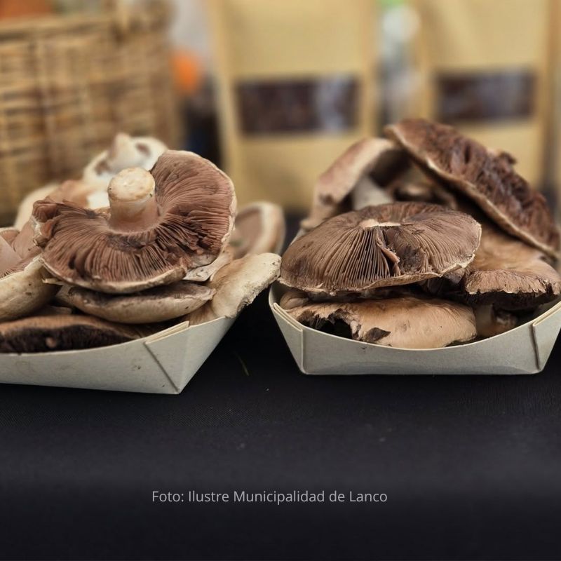 Conoce cómo se vivió el Encuentro MUNDO FUNGI LANCO 1 cómo se vivió el Encuentro MUNDO FUNGI LANCO