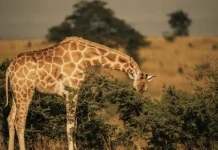 África salvaje: 7 países imperdibles para vivir la naturaleza en su estado más puro África salvaje: 7 países imperdibles para vivir la naturaleza en su estado más puro