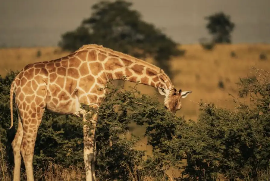 África salvaje: 7 países imperdibles para vivir la naturaleza en su estado más puro 1 África salvaje: 7 países imperdibles para vivir la naturaleza en su estado más puro