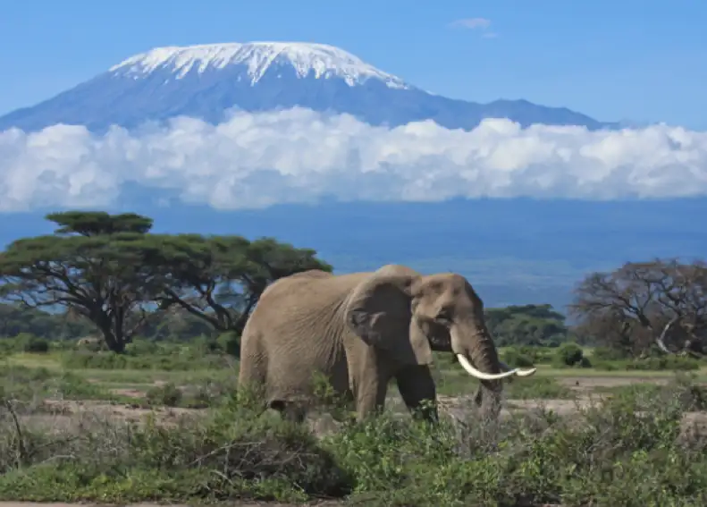 África salvaje: 7 países imperdibles para vivir la naturaleza en su estado más puro 7 2202 Best African countries to visit for wildlife revi 1 spanish latam.6