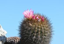 Descubre qué es el cactus chilenito Cactus chilenito