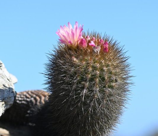 Cactus chilenito