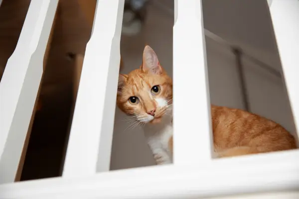 gato 2