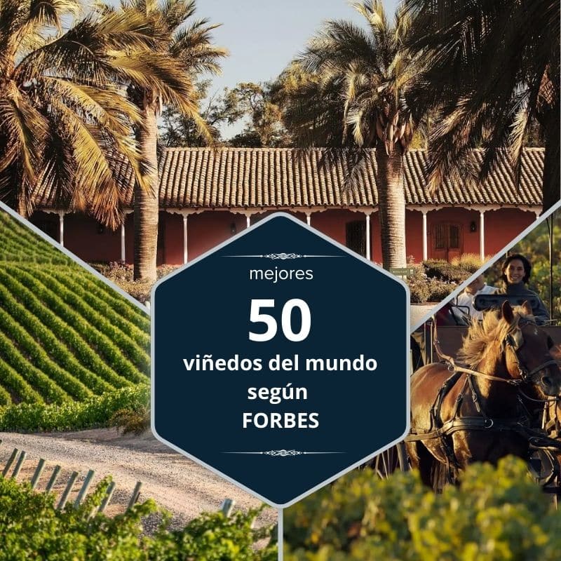 50 MEJORES VINEDOS DEL MUNDO